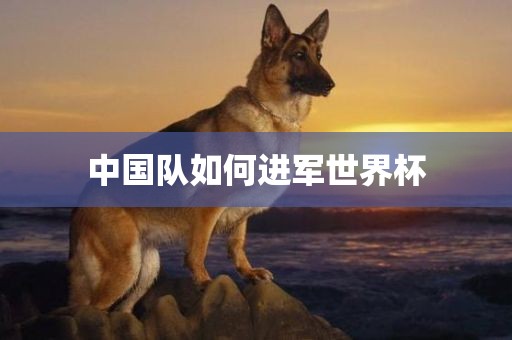 中国队如何进洛阳市法福文化传播有限公司军世界杯